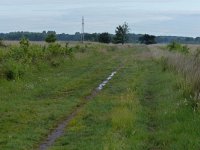 NL, Overijssel, Wierden, Wierdense Veld 7, Saxifraga-Mark Zekhuis