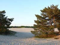 NL, Utrecht, Soest, Soesterduinen 8, Saxifraga-Tom Heijnen