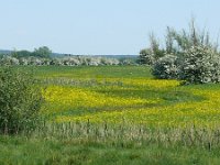 NL, Utrecht, Utrechtse Heuvelrug, Amerongse Bovenpolder 2, Saxifraga-Tom Heijnen