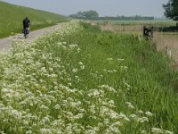 NL, Zeeland, Noord-Beveland, Vlietepolder 1, Saxifraga-Jan van der Straaten