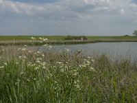 NL, Zeeland, Noord-Beveland, Zandhoekweg 2, Saxifraga-Jan van der Straaten