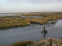 NL, Zeeland, Reimerswaal, Schor Rattekaai 1, Saxifraga-Peter Meininger