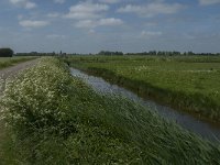 NL, Zeeland, Reimerswaal, Yerseke Moer 1, Saxifraga-Jan van der Straaten