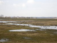 Brandganzen  Barnacle Geese (Branta leucopsis) in a wetland on Schouwen-Duiveland, Zealand, Netherlands : Barnacle Geese Goose, Branta leucopsis, Dutch, Europe European, Holland, Netherlands, avifauna bird, color, colour, horizontal, nature natural, rural landscape, water, waterfowl