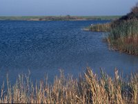 NL, Zeeland, Schouwen-Duiveland, Dijkwater 5, Saxifraga-Jan van der Straaten