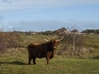 NL, Zeeland, Schouwen-Duiveland, Het Zeepe 14, Saxifraga-Jan van der Straaten