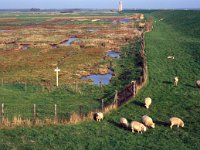 NL, Zeeland, Schouwen-Duiveland, Koudekerkse Inlaag 1, Saxifraga-Jan van der Straaten