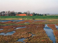 NL, Zeeland, Schouwen-Duiveland, Koudekerkse Inlaag 4, Saxifraga-Jan van der Straaten