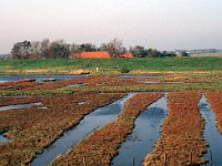 NL, Zeeland, Schouwen-Duiveland, Koudekerkse Inlaag 5, Saxifraga-Jan van der Straaten