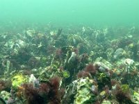 NL, Zeeland, Schouwen-Duiveland, Nieuwe Kerkweg near Den Osse 1, Saxifraga-Tom Heijnen