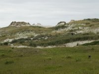 NL, Zeeland, Schouwen-Duiveland, Westenschouwen 10, Saxifraga-Willem van Kruijsbergen