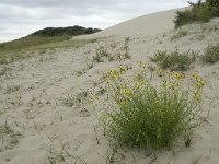 NL, Zeeland, Schouwen-Duiveland, Westenschouwen 12, Saxifraga-Willem van Kruijsbergen