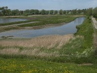 NL, Zeeland, Schouwen-Duiveland, Weversinlaag 1, Saxifraga-Jan van der Straaten