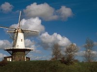 NL, Zeeland, Veere 25, Saxifraga-Jan van der Straaten