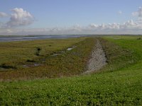 NL, Zeeland, Sint Philipsland, Rumoirtschorren 1, Saxifraga-Peter Meininger