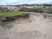 NL, Zuid Holland, 's-Gravenhage, Westduinpark 1, Saxifraga-Rudmer Zwerver : Westduinpark, Zuid Holland, creative nature, den haag, duin, grijze duinen, holland, landscape, landschap, natura 2000, nederland, rudmer zwerver, zand