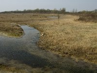 NL, Zuid-Holland, Dirksland, Slikken van Flakkee 12, Saxifraga-Jan van der Straaten