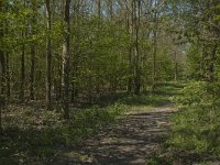 NL, Zuid-Holland, Dordrecht, De Elzen 1, Saxifraga-Marijke Verhagen