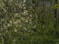 NL, Zuid-Holland, Dordrecht, De Elzen 6, Saxifraga-Marijke Verhagen