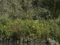 NL, Zuid-Holland, Dordrecht, Doode Kikvorschkil 17, Saxifraga-Willem van Kruijsbergen