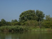 NL, Zuid-Holland, Dordrecht, Doode Kikvorschkil 3, Saxifraga-Jan van der Straaten