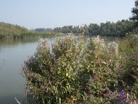 NL, Zuid-Holland, Dordrecht, Helsloot 10, Saxifraga-Willem van Kruijsbergen