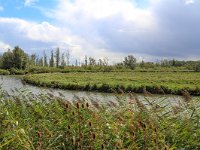 NL, Zuid-Holland, Dordrecht, Merwelanden 2, Saxifraga-Bart Vastenhouw