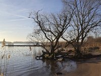 Langs de Nieuwe Merwede  Landscape along river in Biesbosch National Park, South Holland, Netherlands : bank, beach, Biesbosch National Park, Dutch, Europe, European, grass, groin, groyne, Holland, marsh, nature reserve, Netherlands, Nieuwe Merwede, NP, reed, Rhine, river, rural landscape, sand, spring, springtime, stream, tree, water, wetland, willow, no people, nobody, outdoors, outside