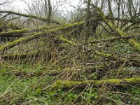 Fallen willow trees covered with mosses  Fallen willow trees covered with mosses : decay, fallen, flora, floral, forest, green, mosses, natural, nature, rural landscape, spring, springtime, tree, willow, woodland