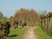 NL, Zuid-Holland, Dordrecht, Oeverlanden Nieuwe Merwede 5, Saxifraga-Jan van der Straaten