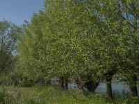 NL, Zuid-Holland, Dordrecht, Oosthaven 5, Saxifraga-Jan van der Straaten