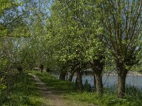 NL, Zuid-Holland, Dordrecht, Oosthaven 9, Saxifraga-Jan van der Straaten