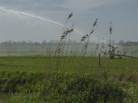 NL, Zuid-Holland, Dordrecht, Polder De Biesbosch 5, Saxifraga-Jan van der Straaten