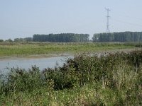 NL, Zuid-Holland, Dordrecht, Polder Kort- en Lang Ambacht 3, Saxifraga-Willem van Kruijsbergen