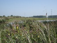 NL, Zuid-Holland, Dordrecht, Polder Kort- en Lang Ambacht 6, Saxifraga-Willem van Kruijsbergen