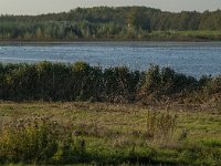 NL, Zuid-Holland, Dordrecht, Tongplaat 31, Saxifraga-Jan van der Straaten