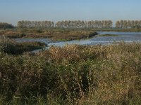 NL, Zuid-Holland, Dordrecht, Tongplaat 35, Saxifraga-Jan van der Straaten