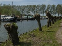 NL, Zuid-Holland, Dordrecht, Zuidhaven 2, Saxifraga-Marijke Verhagen