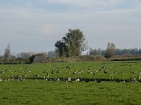 NL, Zuid-Holland, Dordrecht, Zuidplaatje 15, Saxifraga-Jan van der Straaten