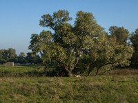 NL, Zuid-Holland, Dordrecht, Zuidplaatje 20, Saxifraga-Jan van der Straaten