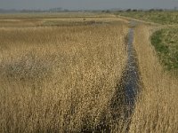 NL, Zuid-Holland, Goeree-Overflakkee, De Vingerling 1, Saxifraga-Jan van der Straaten