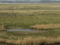 NL, Zuid-Holland, Goeree-Overflakkee, De Vingerling 4, Saxifraga-Jan van der Straaten