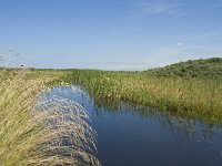 NL, Zuid-Holland, Goeree-Overflakkee, Kwade Hoek 13, Saxifraga-Willem van Kruijsbergen