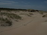 NL, Zuid-Holland, Goeree-Overflakkee, Kwade Hoek 17, Saxifraga-Jan van der Straaten