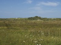 NL, Zuid-Holland, Goeree-Overflakkee, Kwade Hoek 17, Saxifraga-Willem van Kruijsbergen