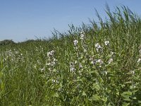 NL, Zuid-Holland, Goeree-Overflakkee, Kwade Hoek 6, Saxifraga-Willem van Kruijsbergen