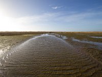 NL, Zuid-Holland, Goeree-Overflakkee, Kwade Hoek 76, Saxifraga-Bart Vastenhouw