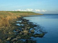 NL, Zuid-Holland, Goeree-Overflakkee, Preekhilpolder 6, Saxifraga-Jan van der Straaten