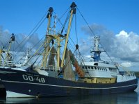 NL, Zuid-Holland, Goeree-Overflakkee, Stellendam 1, Saxifraga-Jan van der Straaten