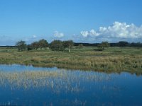 NL. Zuid-Holland, Goeree-Overflakkee, Westduinen 1, Saxifraga-Jan van der Straaten